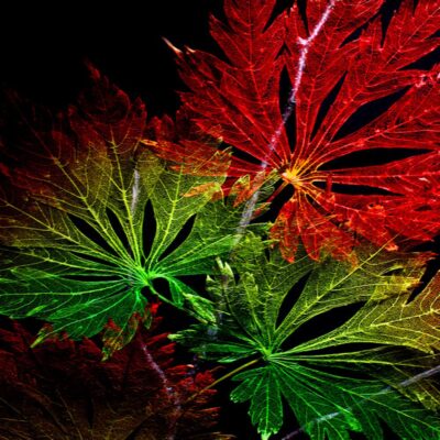 Leaf Lines